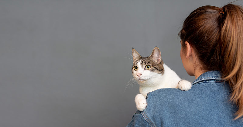 31 совет для тех, кто хочет завести кошку